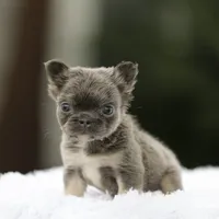 Fluffy fbg3, a female French Bulldog for sale in Hacienda Heights, CA – 1 of 2