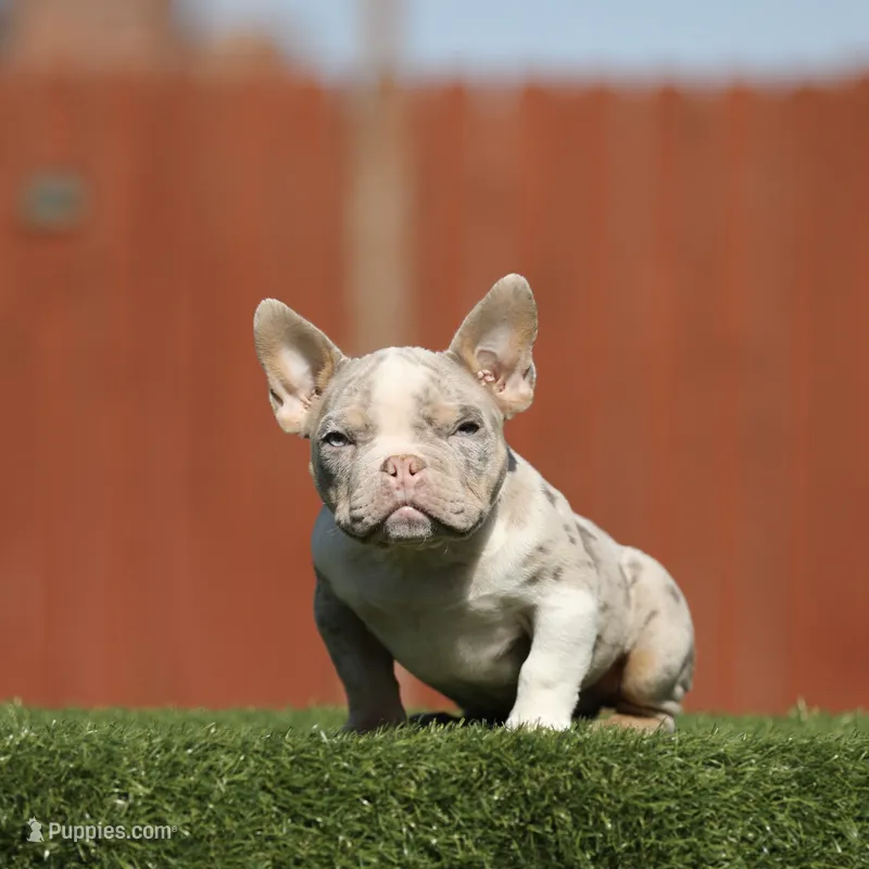 Lilac tri mbb3 – American Bully puppy for sale in Hacienda Heights, CA