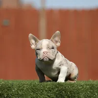 Lilac tri mbb3, a male American Bully for sale in Hacienda Heights, CA – 1 of 2