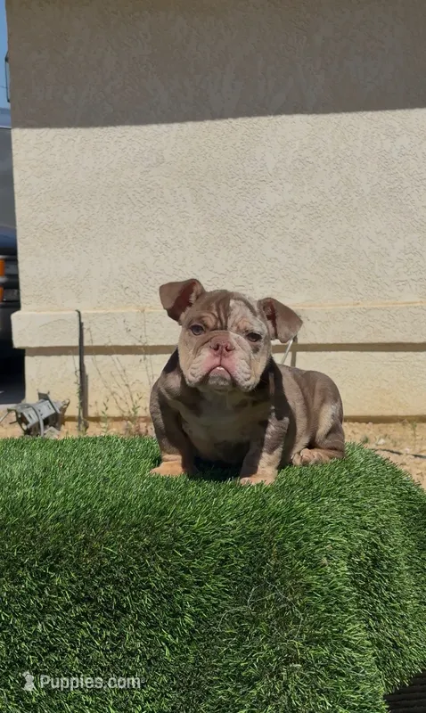 Choco tmebb  – English Bulldog puppy for sale in Hacienda Heights, CA