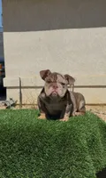 Choco tmebb , a male English Bulldog for sale in Hacienda Heights, CA – 1 of 1