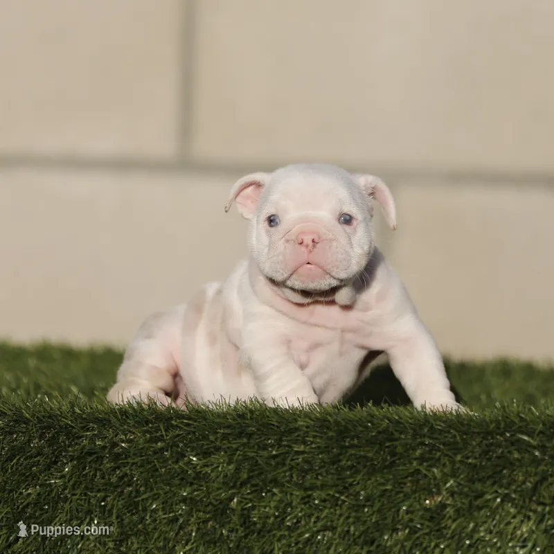Lilac tri mebg2  – English Bulldog puppy for sale in Hacienda Heights, CA