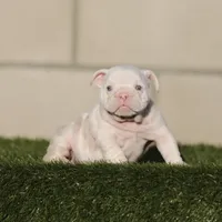 Lilac tri mebg2 , a female English Bulldog for sale in Hacienda Heights, CA – 1 of 1