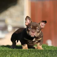 Choco tri bg2, a female American Bully for sale in Hacienda Heights, CA – Photo 1 of 3