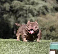 Choco tri bg2, a female American Bully for sale in Hacienda Heights, CA – Photo 3 of 3