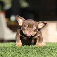 Choco tri bg2, a female American Bully for sale in Hacienda Heights, CA – Photo 2 of 3