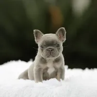 Lilac n tan fbb1, a male French Bulldog for sale in Hacienda Heights, CA – 3 of 4