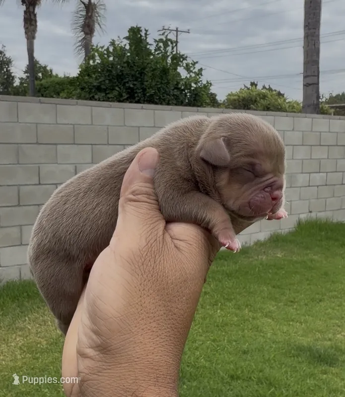 Chocolate tbg  – American Bully puppy for sale in Hacienda Heights, CA