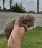 Chocolate tbg , a female American Bully for sale in Hacienda Heights, CA – 1 of 1