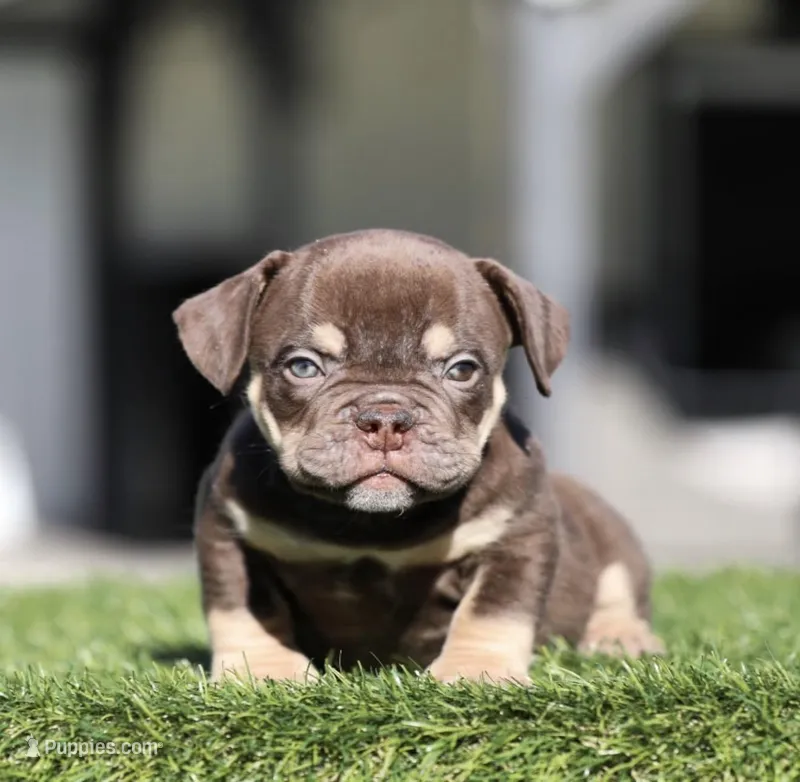 Choco tbb , a male American Bully for sale in Hacienda Heights, CA – Photo 1 of 1