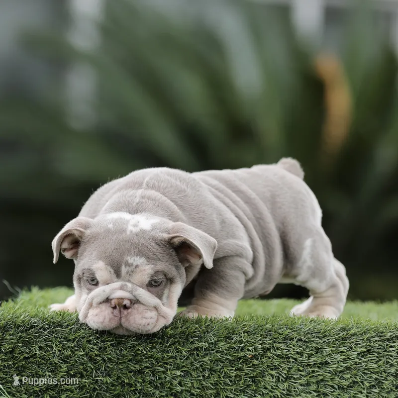 Lilac tri ebb  – English Bulldog puppy for sale in Hacienda Heights, CA