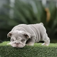 Lilac tri ebb , a male English Bulldog for sale in Hacienda Heights, CA – 1 of 2