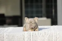 Ns Isabella fluffy, a male French Bulldog for sale in Hacienda Heights, CA – Photo 3 of 5