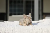 Ns Isabella fluffy, a male French Bulldog for sale in Hacienda Heights, CA – Photo 4 of 5