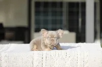 Ns Isabella fluffy, a male French Bulldog for sale in Hacienda Heights, CA – Photo 1 of 5