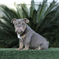 Lilac tebg4, a female English Bulldog for sale in Hacienda Heights, CA – Photo 1 of 2