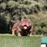 Chocolate tbb, a male American Bully for sale in Hacienda Heights, CA – Photo 3 of 3