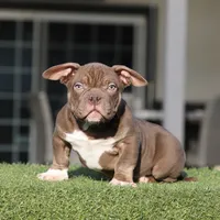 Chocolate tbb, a male American Bully for sale in Hacienda Heights, CA – Photo 1 of 3