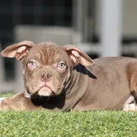 Chocolate tbb, a male American Bully for sale in Hacienda Heights, CA – Photo 2 of 3