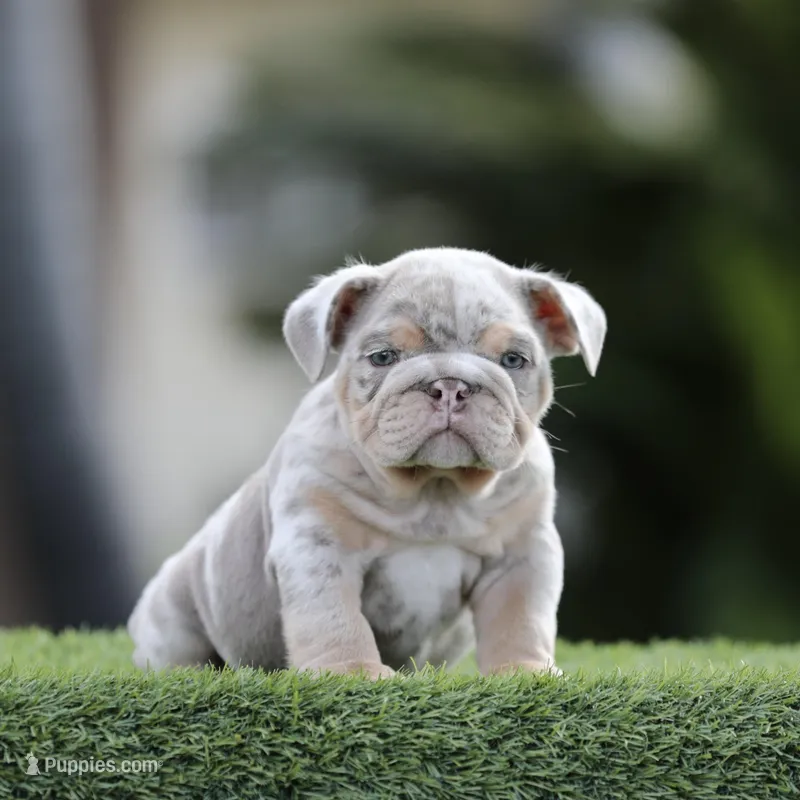 Lilac tri mebb1 , a male English Bulldog for sale in Hacienda Heights, CA – Photo 1 of 1