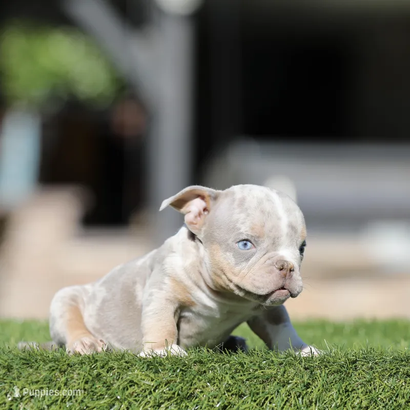Lilac tmbb4 , a male American Bully for sale in Hacienda Heights, CA – Photo 1 of 1