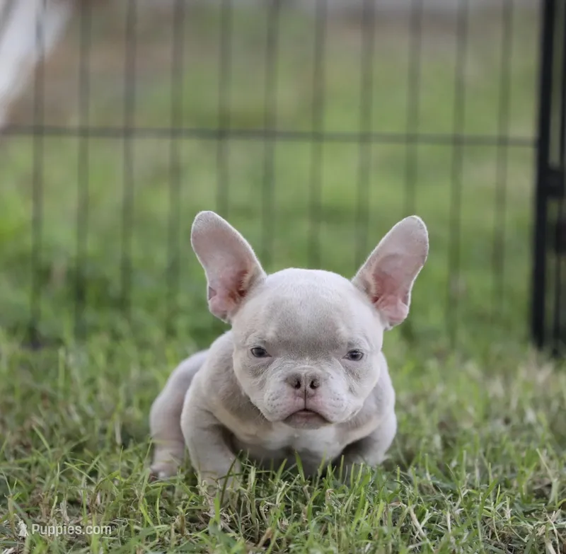 Lilac tbb2  – American Bully puppy for sale in Hacienda Heights, CA