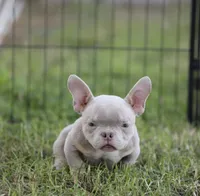 Lilac tbb2 , a male American Bully for sale in Hacienda Heights, CA – 1 of 1