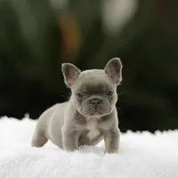 Lilac n tan fbb1, a male French Bulldog for sale in Hacienda Heights, CA – 2 of 4