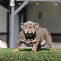 Lilac tebg, a female English Bulldog for sale in Hacienda Heights, CA – 1 of 1