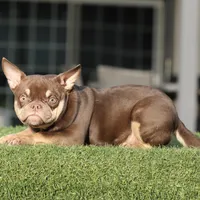 Choco tbg2, a female American Bully for sale in Hacienda Heights, CA – Photo 1 of 2