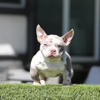 Lilactmbg, a female American Bully for sale in Hacienda Heights, CA – Photo 1 of 3