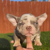 Lilactmbg, a female American Bully for sale in Hacienda Heights, CA – Photo 2 of 3