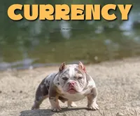 Lilactmbg, a female American Bully for sale in Hacienda Heights, CA – Photo 3 of 3