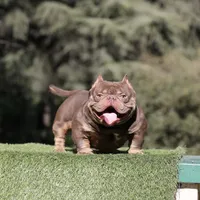 Choc tmbb1, a male American Bully for sale in Hacienda Heights, CA – Photo 2 of 2