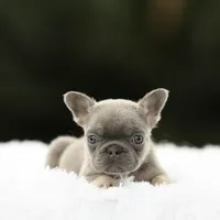 Lilac n tan fbb2, a male French Bulldog for sale in Hacienda Heights, CA – 2 of 3