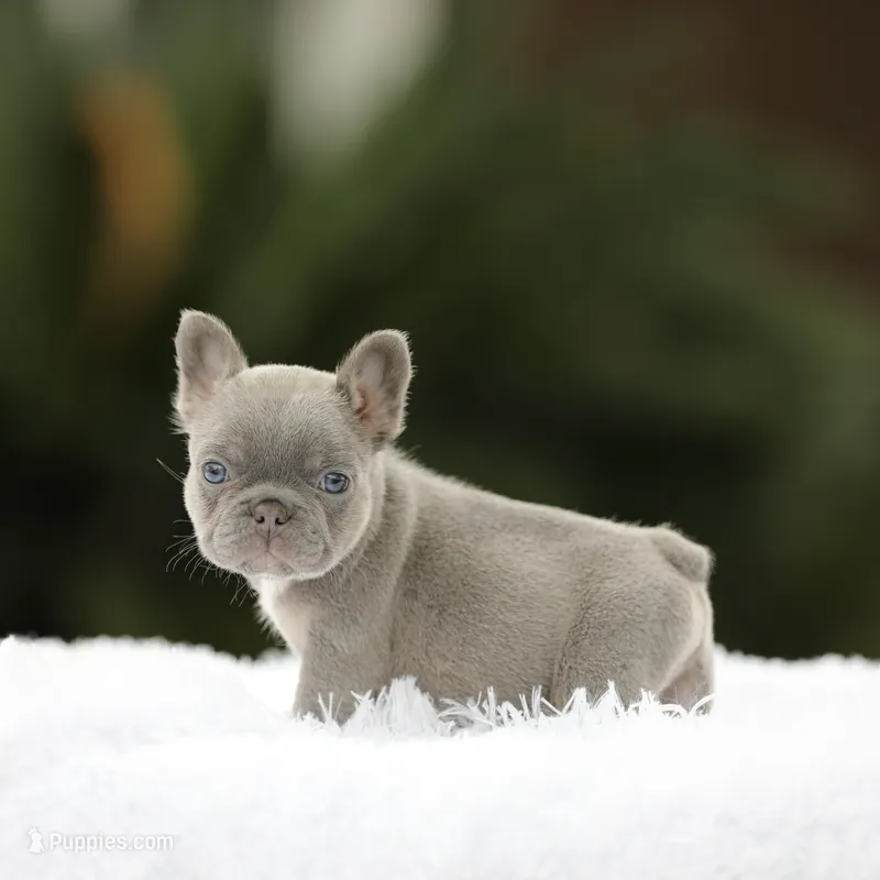 Lilac n tan fbb1 – French Bulldog puppy for sale in Hacienda Heights, CA