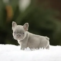 Lilac n tan fbb1, a male French Bulldog for sale in Hacienda Heights, CA – 1 of 4