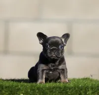 Blue n tan g , a female French Bulldog for sale in Hacienda Heights, CA – 2 of 2