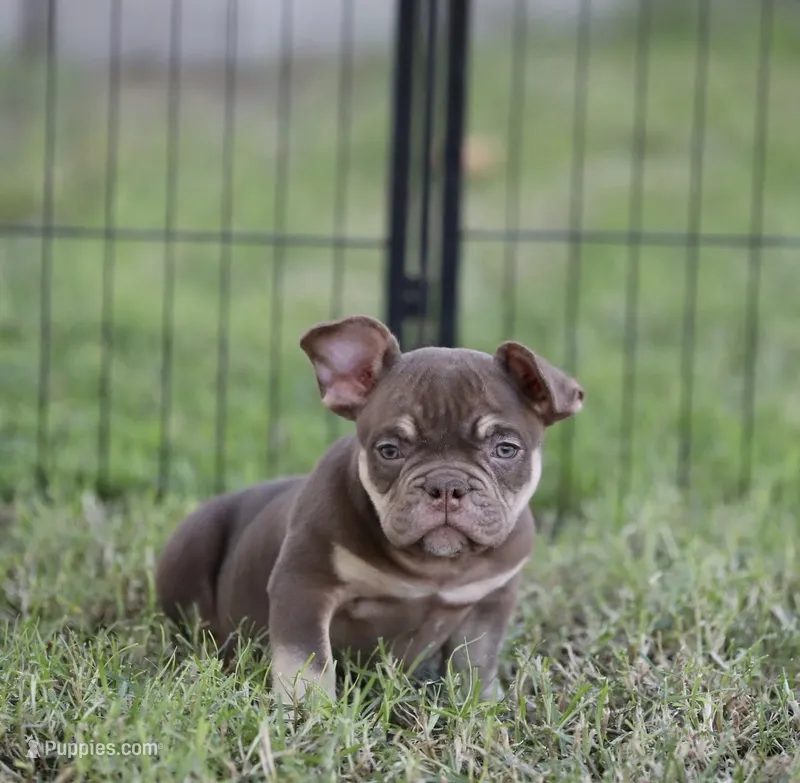 Chocolate tbb  – American Bully puppy for sale in Hacienda Heights, CA