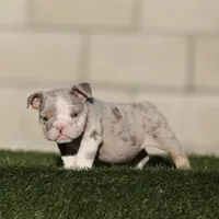 Lilac tmebb , a male English Bulldog for sale in Hacienda Heights, CA – 2 of 2