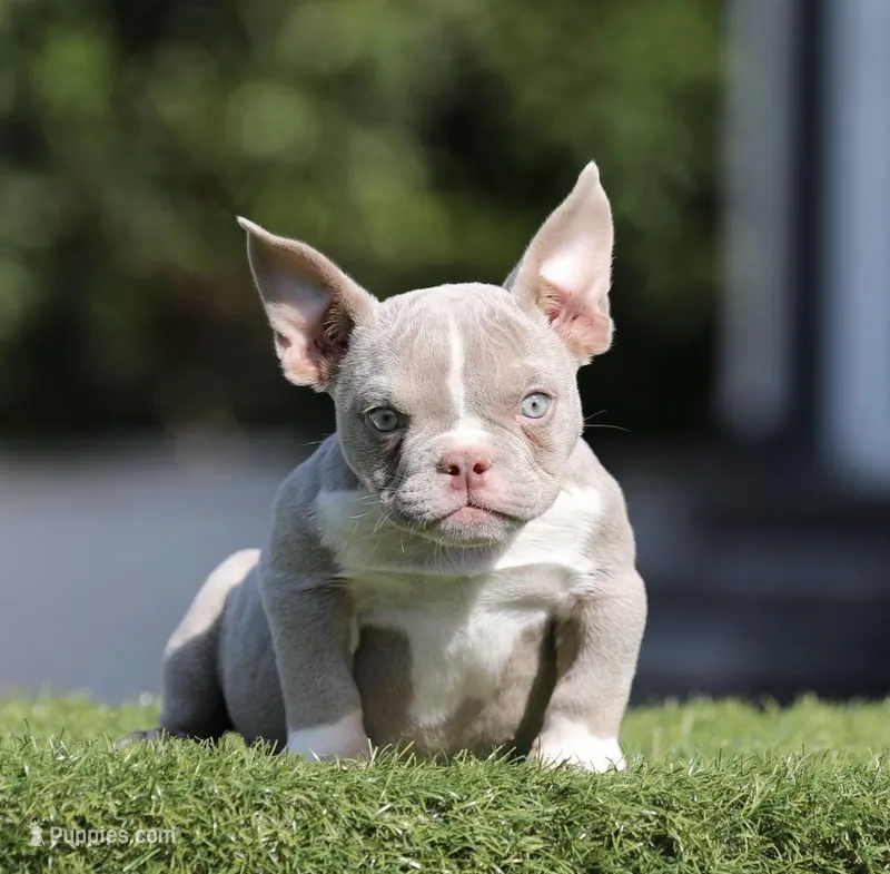 Lilac tbg3 , a female American Bully for sale in Hacienda Heights, CA – Photo 1 of 1