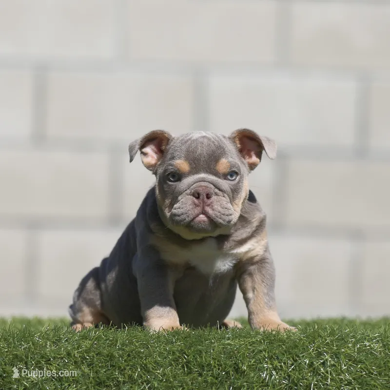 Fs lilac tebb  – English Bulldog puppy for sale in Hacienda Heights, CA