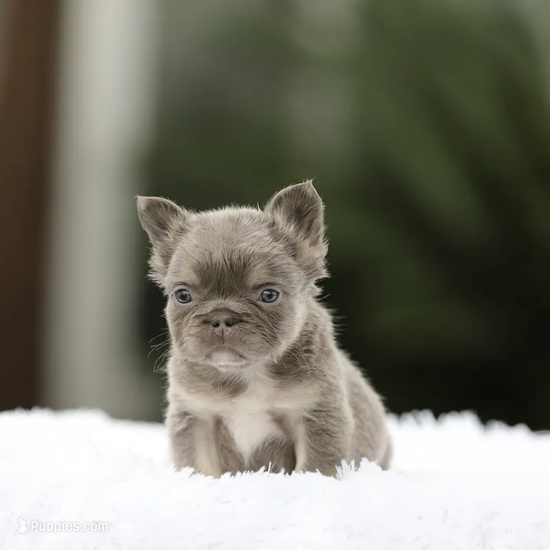 Fluffy fbg1  – French Bulldog puppy for sale in Hacienda Heights, CA