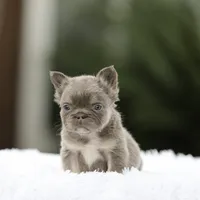 Fluffy fbg1 , a female French Bulldog for sale in Hacienda Heights, CA – 1 of 6