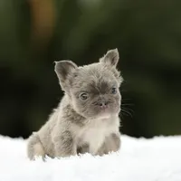 Fluffy fbg2, a female French Bulldog for sale in Hacienda Heights, CA – 1 of 5