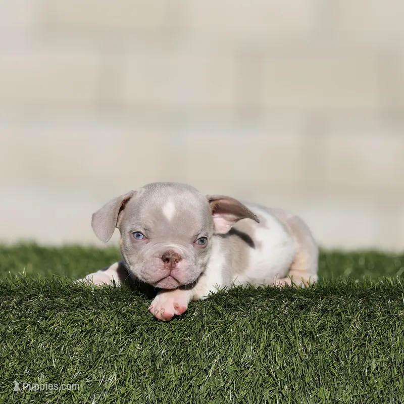 Lilac tmbb2  – American Bully puppy for sale in Hacienda Heights, CA