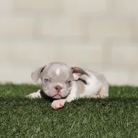 Lilac tmbb2 , a male American Bully for sale in Hacienda Heights, CA – 1 of 1