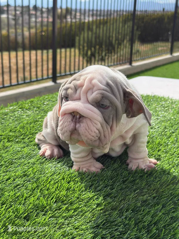 Velvet boy  – English Bulldog puppy for sale in Hacienda Heights, CA