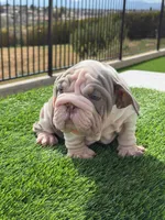Velvet boy , a male English Bulldog for sale in Hacienda Heights, CA – 1 of 1