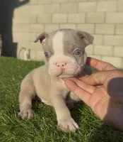 Isabella n tan fbb , a male French Bulldog for sale in Hacienda Heights, CA – 1 of 1